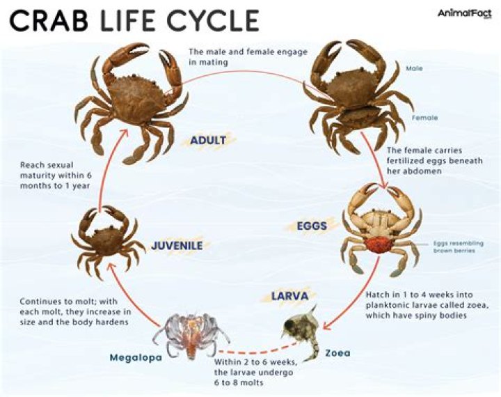 Why is there no Dungeness crab?