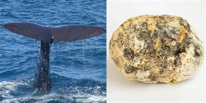 Why is whale vomit illegal?