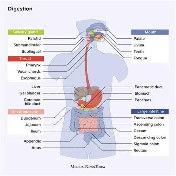 Why my digestive system is weak?