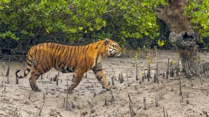 Why Sundarban is a habitat?