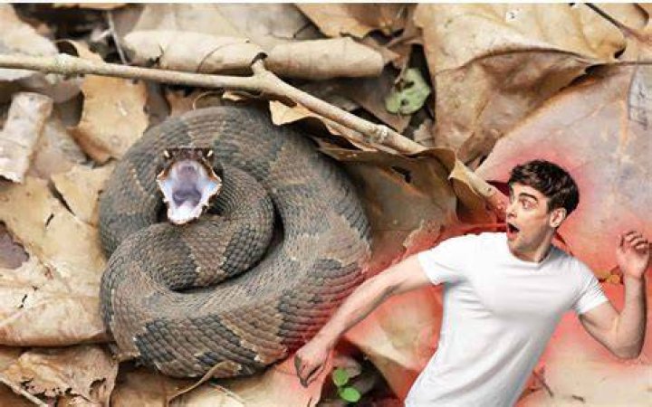 Why there is no snake in Hawaii?
