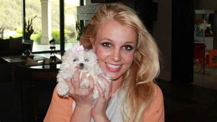 Why were Britney Spears dogs taken from her?