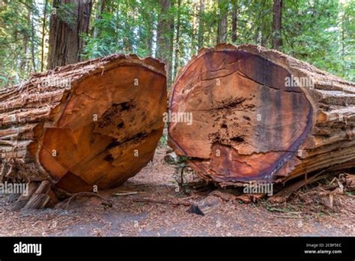 Why were redwoods cut down?