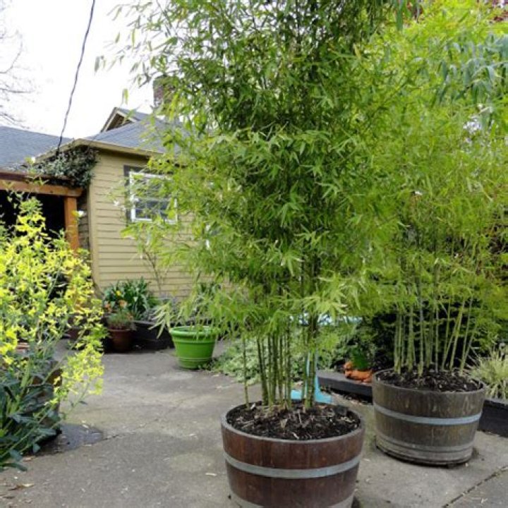 Why you shouldn't plant bamboo in your yard?