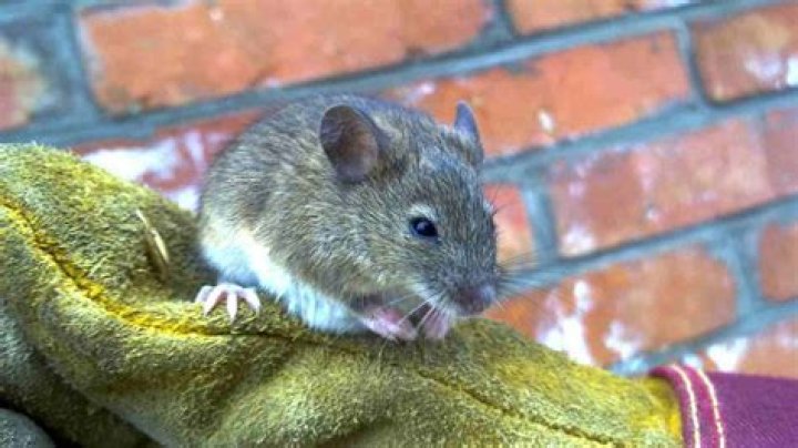 Will a mouse leave if there is no food?