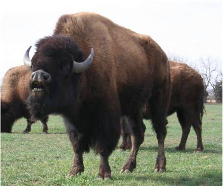 Will American bison come back?