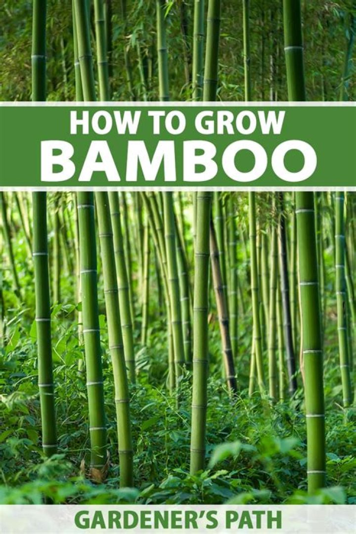 Will bamboo take over my yard?