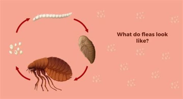 Will borax get rid of fleas?