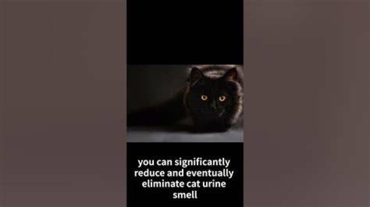 Will cat urine smell ever go away?