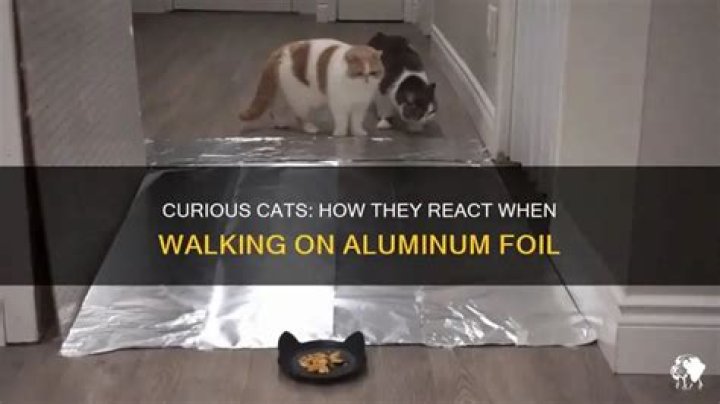 Will cats walk on aluminum foil?