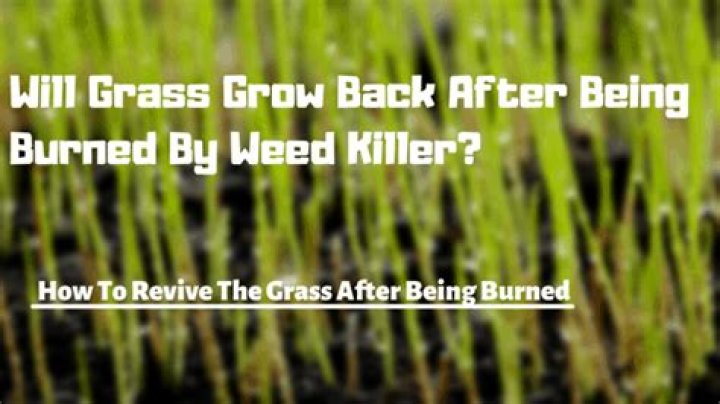 Will grass grow back after being burned?