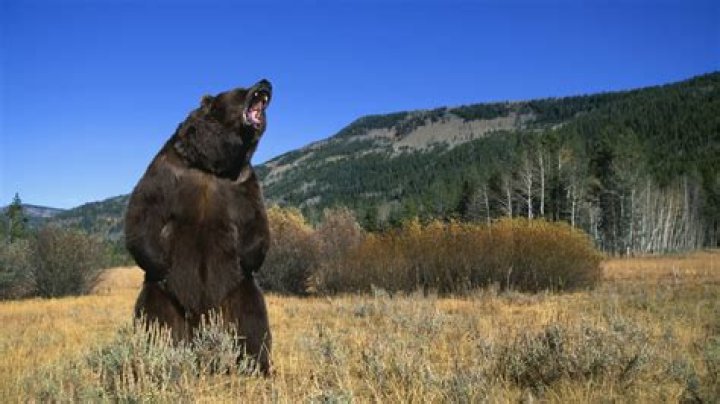Will I see a grizzly in Yellowstone?