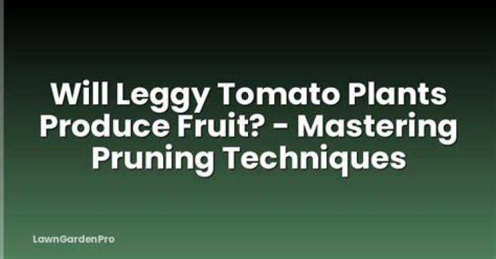 Will leggy tomato plants produce fruit?