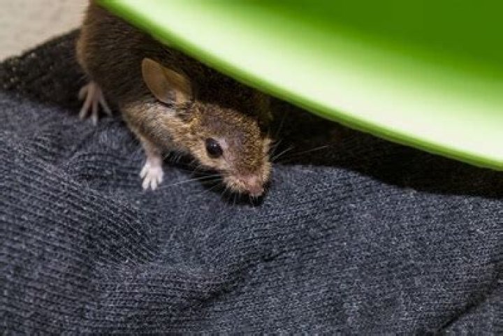 Will mice come near me while I sleep?