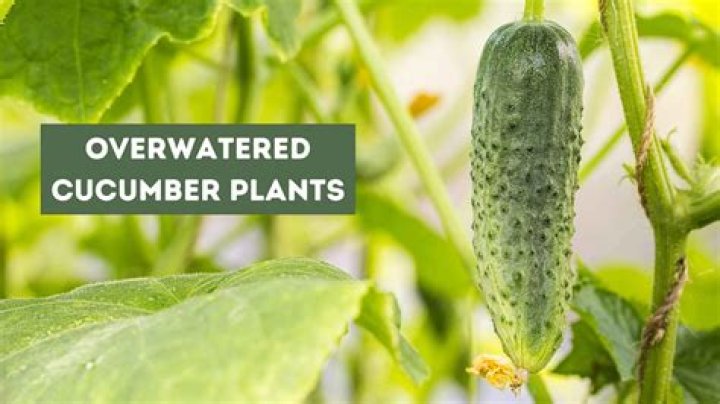 Will Overwatered cucumber plants recover?
