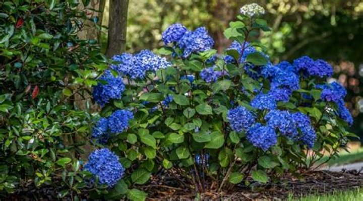 Will pine needles turn hydrangeas blue?