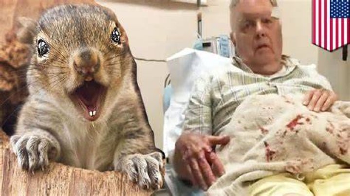 Will squirrels attack humans?