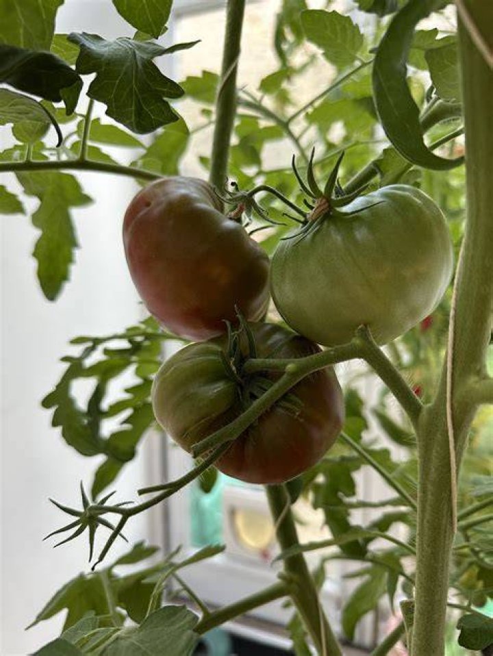 Will tomatoes grow in a shaded greenhouse?
